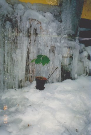 фото живого дуба на фоне снега и льда